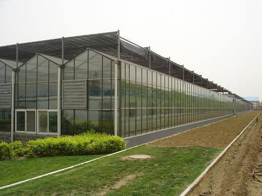 连栋玻璃温室工程建设中生姜地膜覆盖栽培的优势有哪些呢