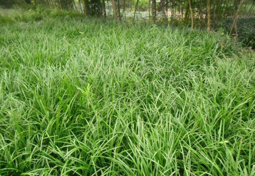 湖北麦冬草种植具有较强的观赏性耐寒、常绿等特点