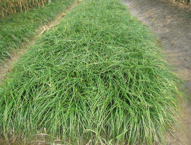 麦冬草种苗基地矮叶麦冬为常用中药