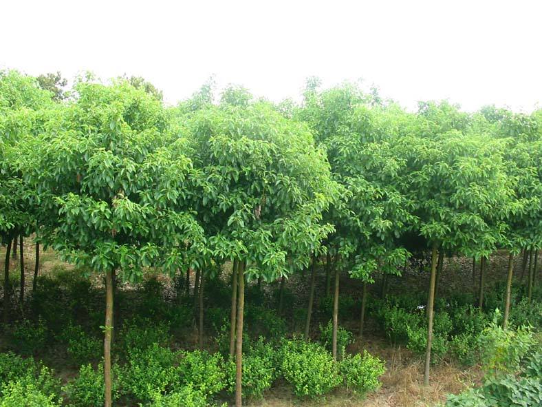 香樟树供应