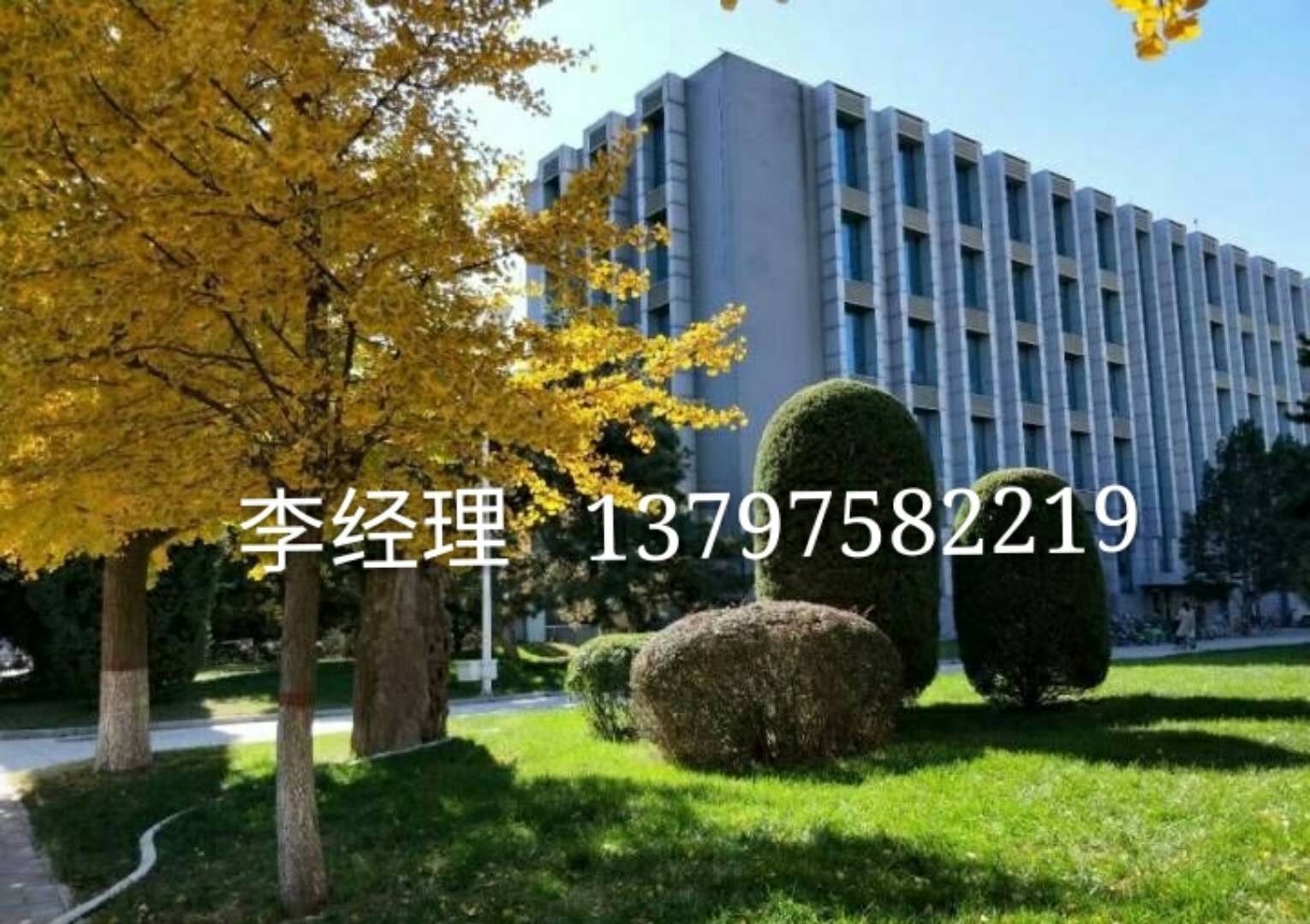 绿化麦冬草