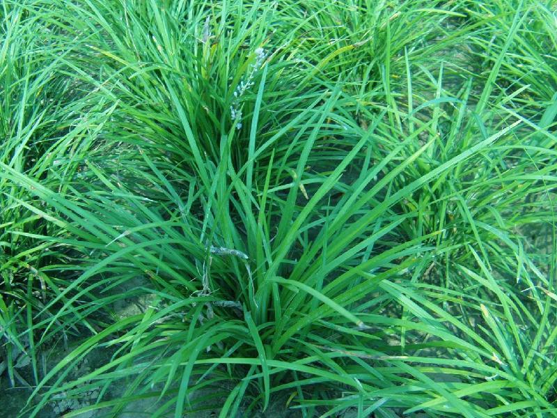 襄阳麦冬草有对抗实验性心肌梗死的作用