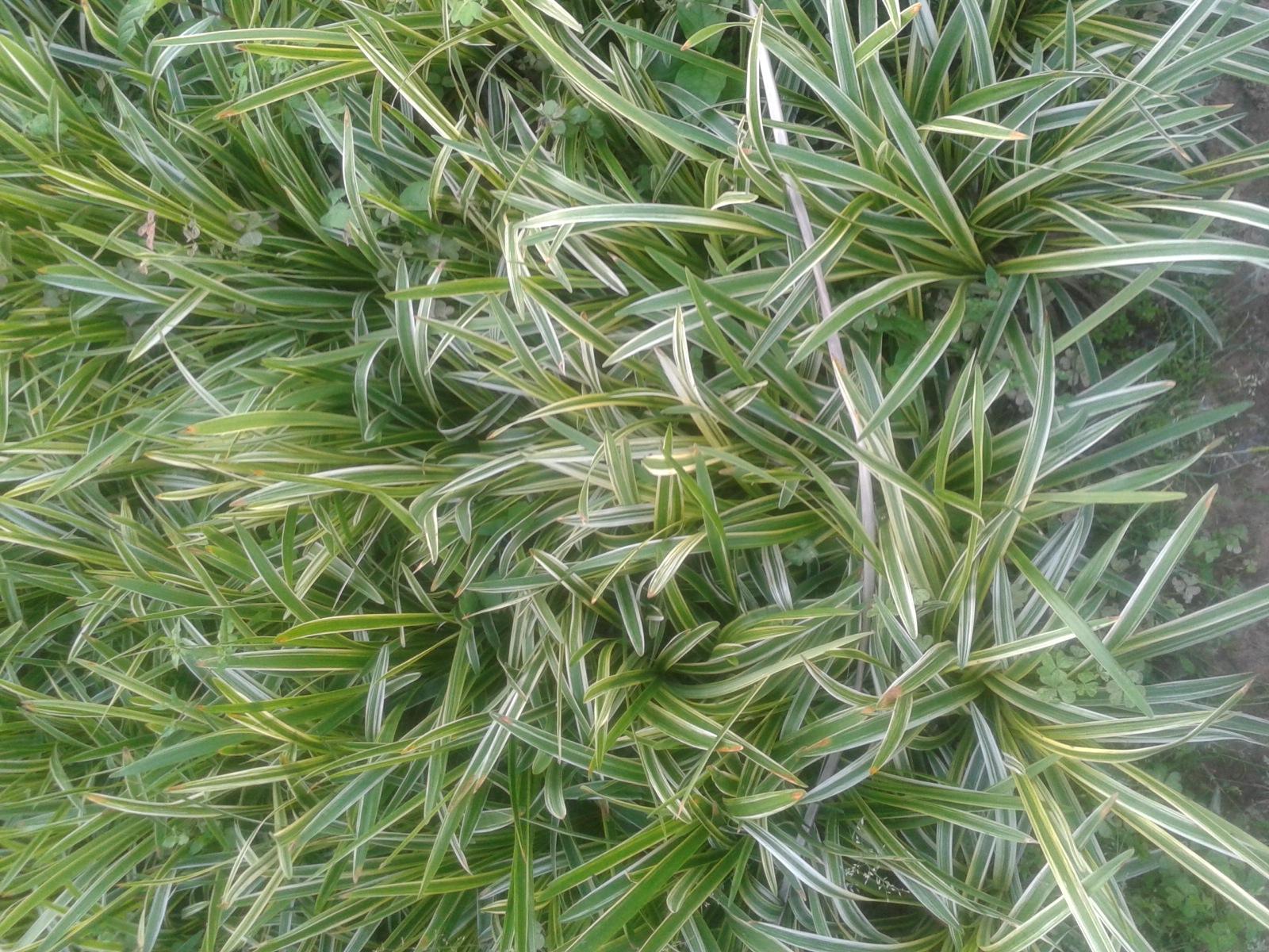 湖北麦冬草配送麦冬草常见的品种及特点