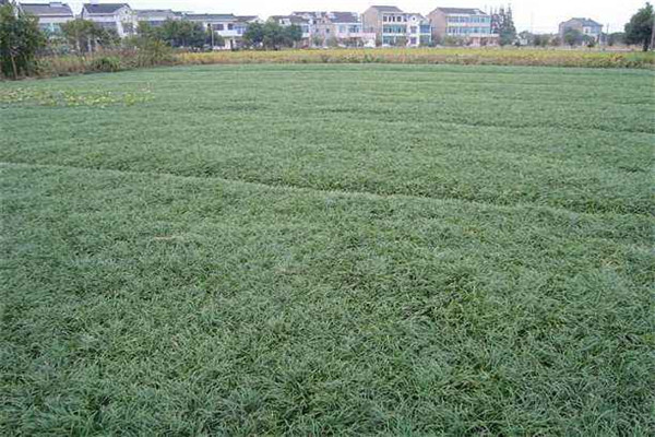 你知道襄阳麦冬草种植对土壤有什么要求吗