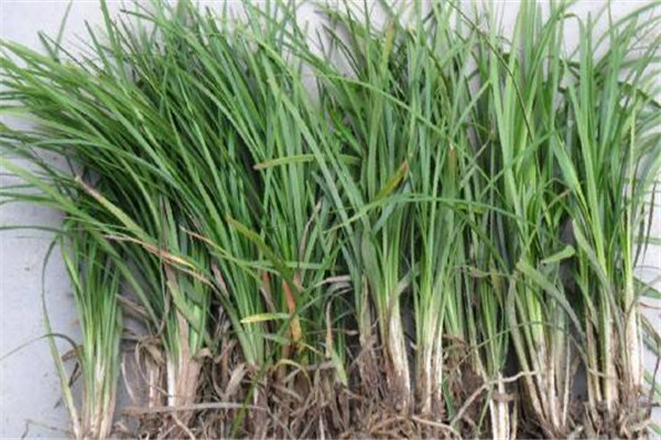 河南麦冬草种植基地常年大量供应安徽麦冬草配送襄阳麦冬草