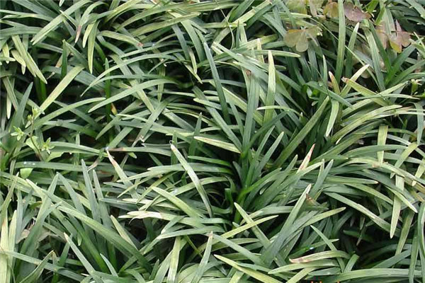 河南麦冬草种植基地多余的襄阳中叶麦冬草分株苗的处理方法