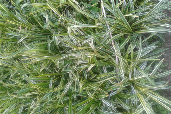 江苏麦冬草种苗草坪上的草屑应该及时清除