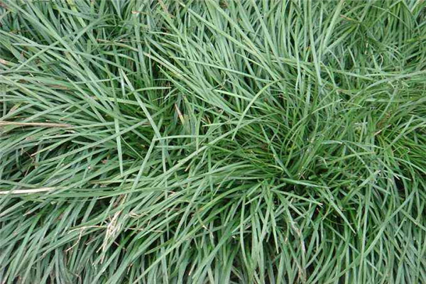 襄阳麦冬草常见的品种及特点