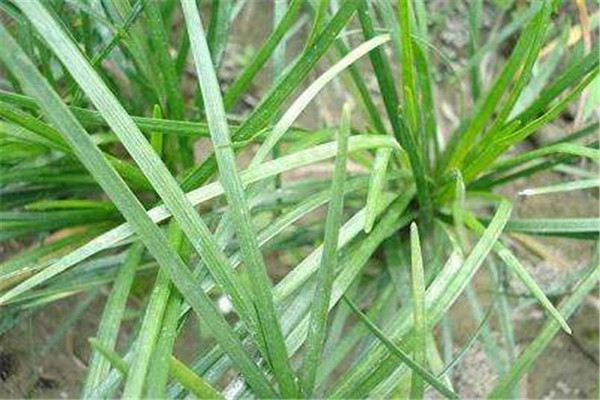 安徽麦冬草配送分享草坪管理的一些基本方法