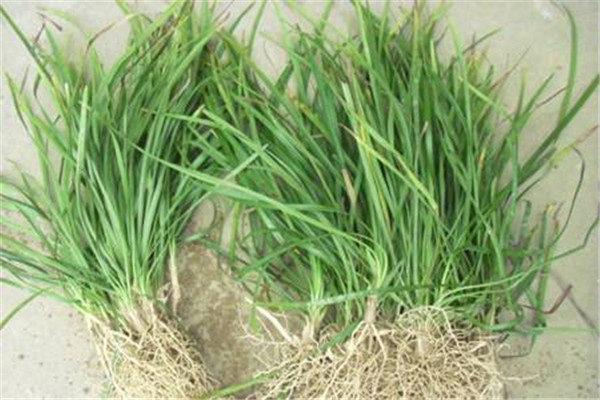 襄阳大叶麦冬草具有拓展绿化空间发挥更大生态功能的作用