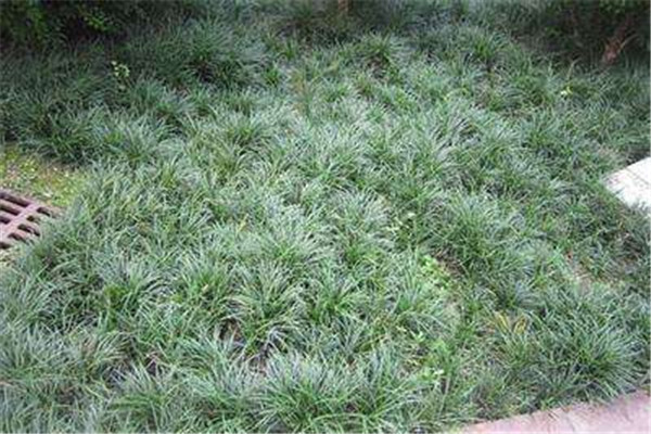 襄阳麦冬草种植基地选地和整地以及种植的方法