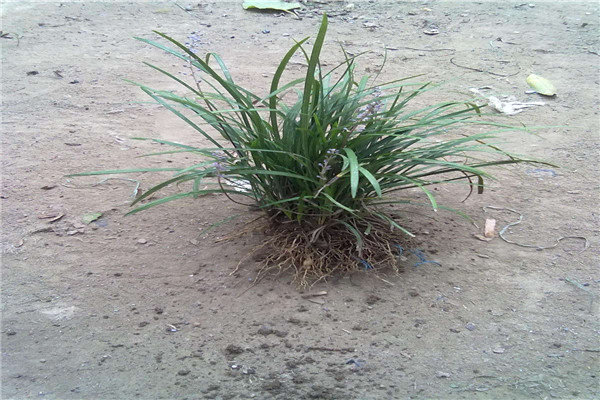 种植麦冬草只要掌握适合的时机再加上合理的施肥