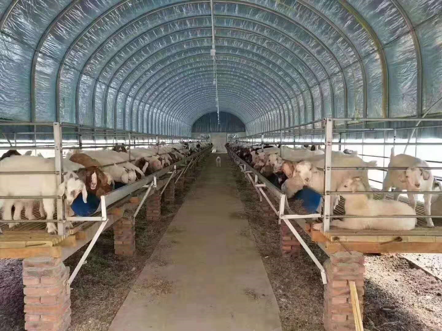 牛羊養殖大棚