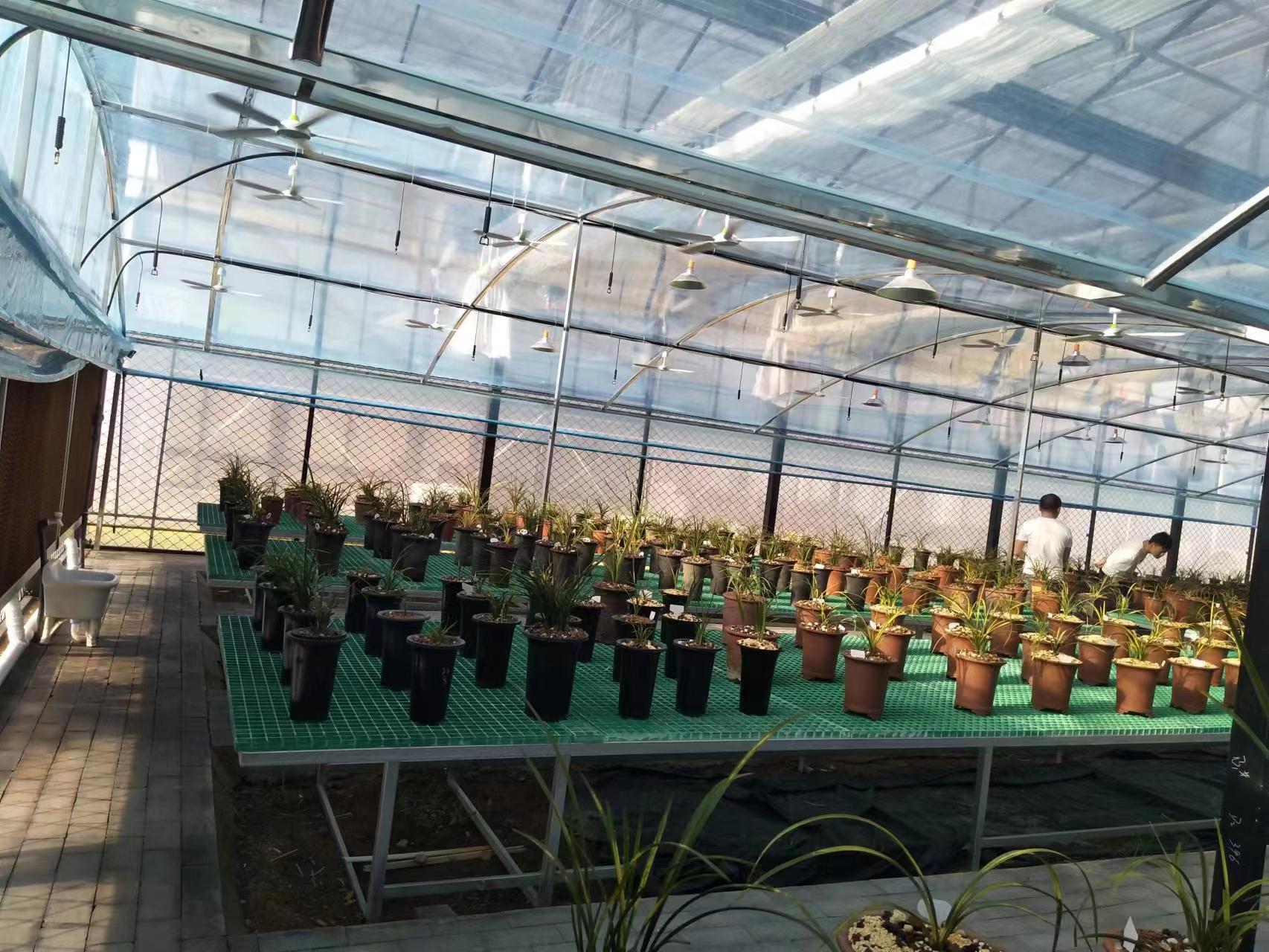 兰花种植专用温室大棚