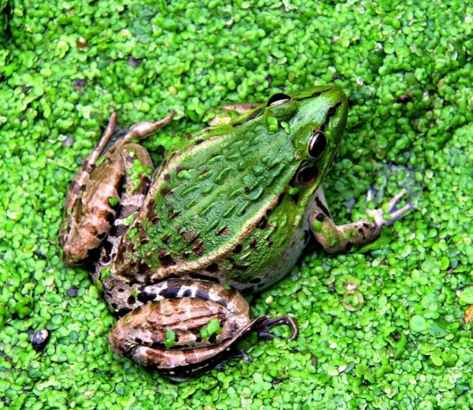 青蛙养殖建立稻鳅蛙立体综合养殖的意义