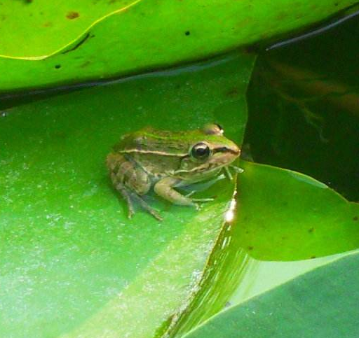 湖北青蛙养殖为你解析造成青蛙不健康的原因