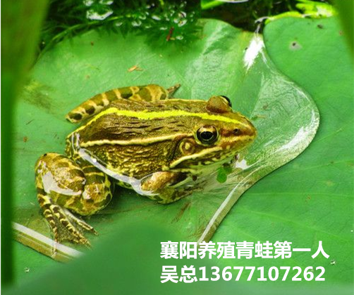 宜城青蛙人工养殖技术