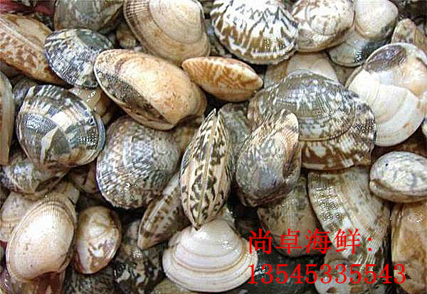 襄阳海鲜批发分享贝壳的商业用途