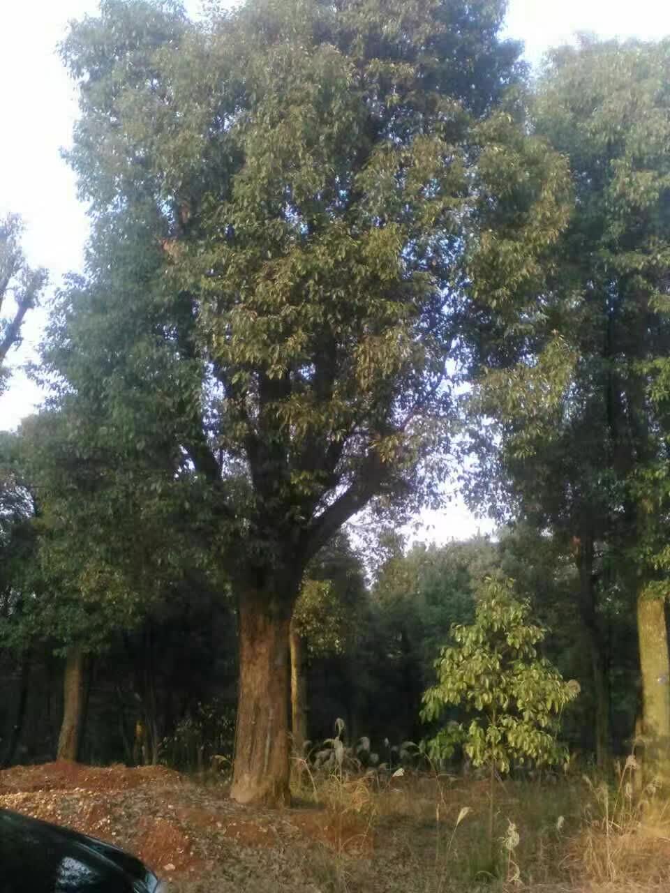 湖南益阳香樟树种植方法分享