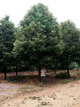 赫山区香樟种植基地与您分享移植香樟的方法及技巧