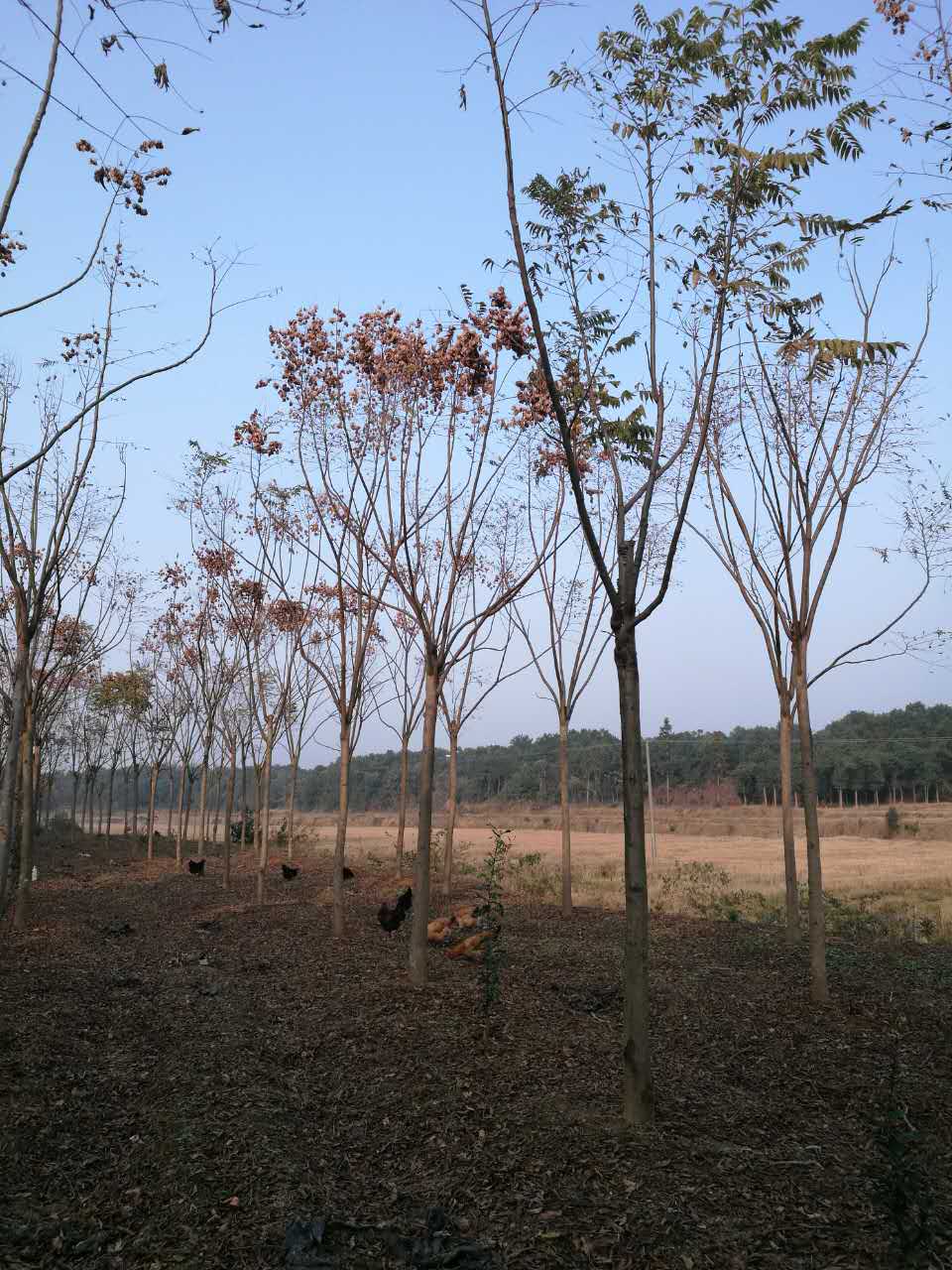 赫山区栾树种植技巧要点