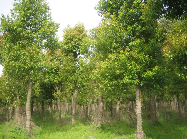 益阳市赫山区大型香樟种植基地