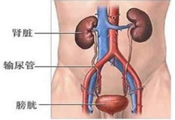 山东济南武警总医院膀胱癌生物治疗好