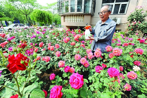 石家庄高档老年公寓的老人教您如何养好花卉以及养花的好处