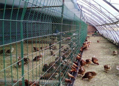 养鸡场用哪种养殖围栏网比较好？云南护竣交通有推荐