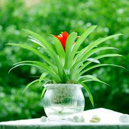 云南昆明植物养护：关于水培花卉养护的知识