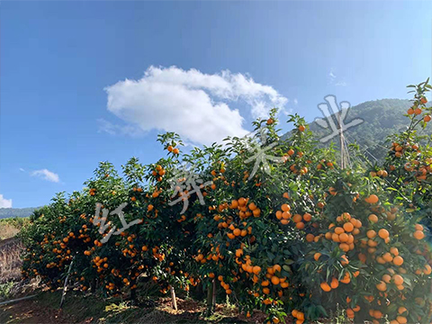 玉溪沃柑种植场地