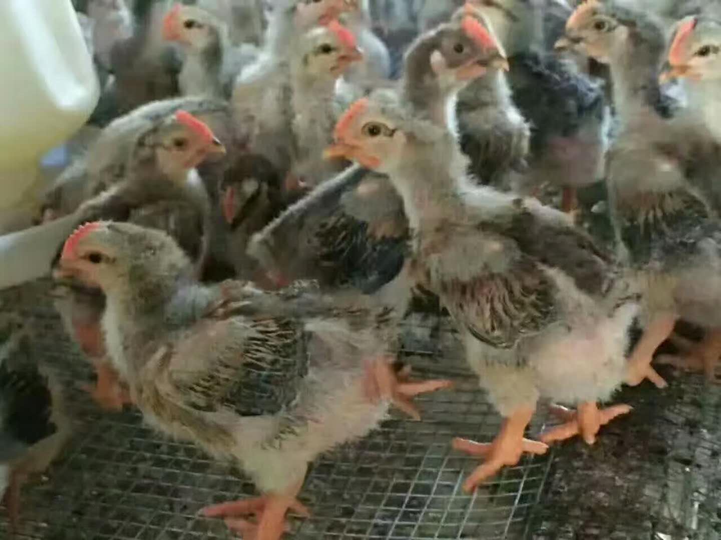 雏鸡阶段如何辨别土鸡苗的公母?云南鸡苗批发厂来告诉你