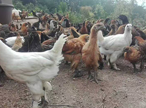 昆明鸡苗批发厂家提到林园养鸡需要注意的几个问题