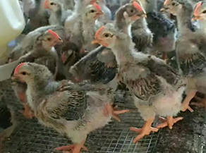 云南鸡苗批发厂家告诉你春季养殖肉鸡需要注意哪些问题