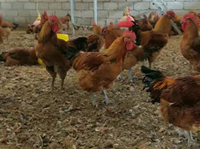 云南鸡苗厂家为您讲述养鸡控料的优点