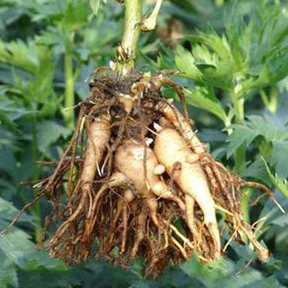 一种关于云南滇重楼种苗及种根规模化种植技术