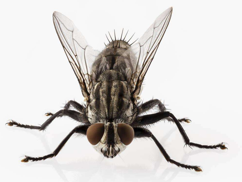 昆明杀虫灭鼠公司认为白蚁的分类很多