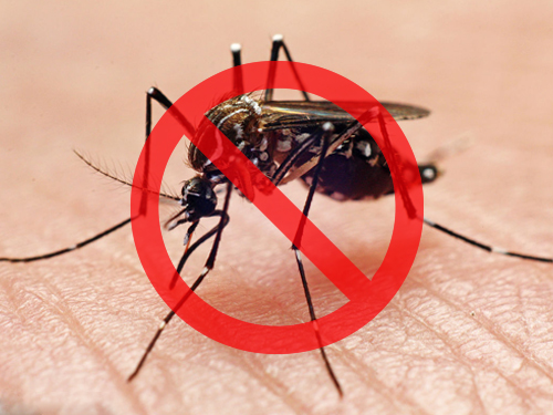 关于灭蚊子的方法，大家知道多少呢