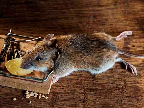 如何才能科学灭老鼠呢？接下来灭老鼠公司的小编为您解答