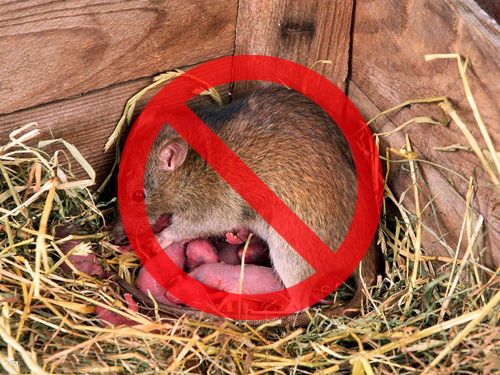灭老鼠公司分享老鼠的危害及老鼠的防治方法