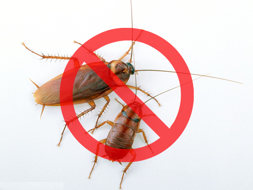 灭蟑螂公司推荐几种消灭蟑螂的好方法