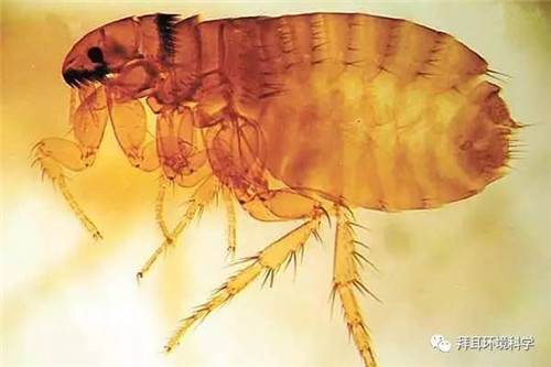 跳蚤的生物习性与危害