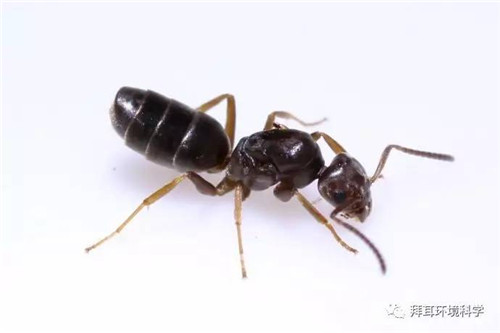 为什么要及时灭蚂蚁？蚂蚁有哪些危害？