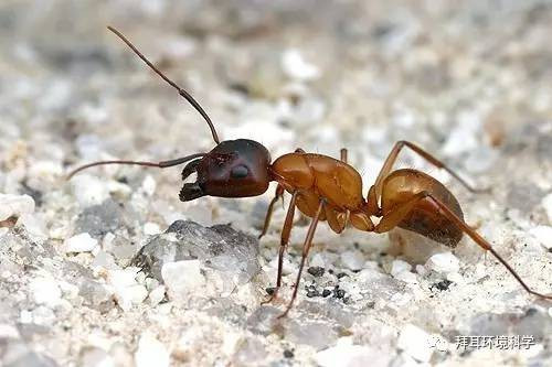 简单几步灭蚂蚁,从此跟蚂蚁的骚扰说拜拜！