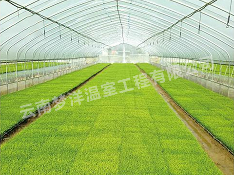云南水稻專用膜廠家