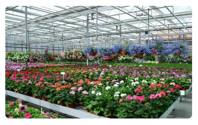 温室花卉大棚种类、种植管理及注意事项