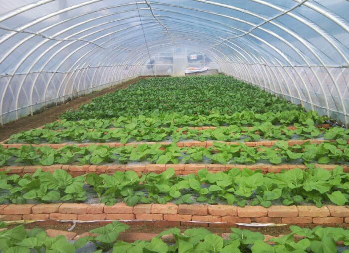 农村蔬菜、花卉温室大棚如何做好防风工作