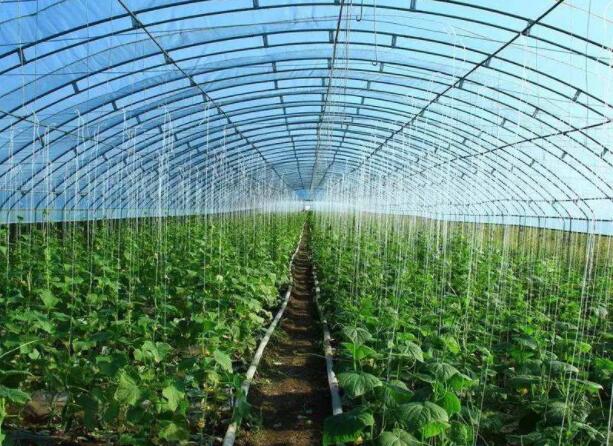 蔬菜大棚降温常见方法，大棚降温剂有用吗？