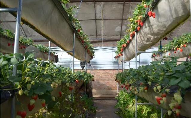日光溫室大棚草莓高架基質栽培技術