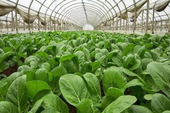 蔬菜大棚-溫室大棚蔬菜種植新技術